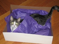 Click to popup fullsize image