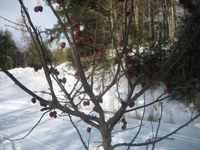 Click to popup fullsize image