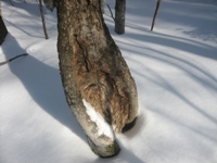 Click to popup fullsize image